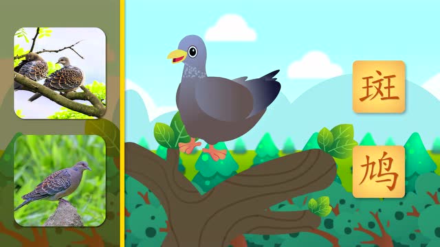 孩子学前汉字启蒙课 鸟类动物科普之斑鸠