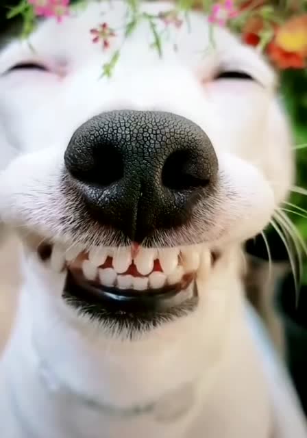 爆笑萌宠,这治愈系的笑容