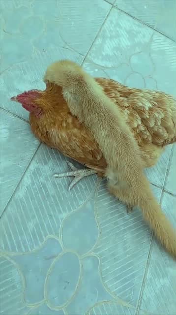 今天可算是见识到,黄鼠狼吃鸡的样子了