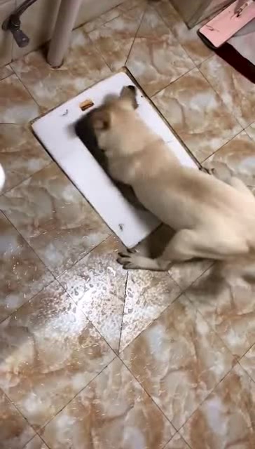 狗粮不好吃么,那么多狗我不养选择了养你,你居然不识抬举!
