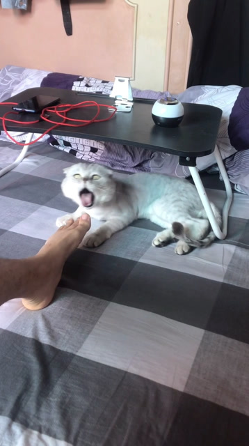 这香港脚给猫都熏吐了
