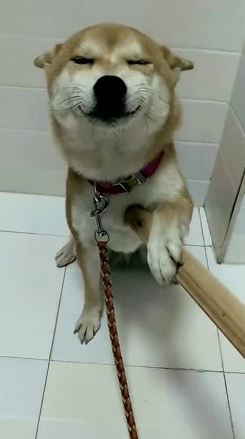 这是我见过最聪明的柴犬,居然犯了错误,还知道拦着棍子不让打!