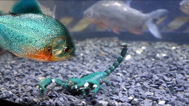 把饿了10天的食人鱼和电鳗放在一起,下一秒可就很好看了