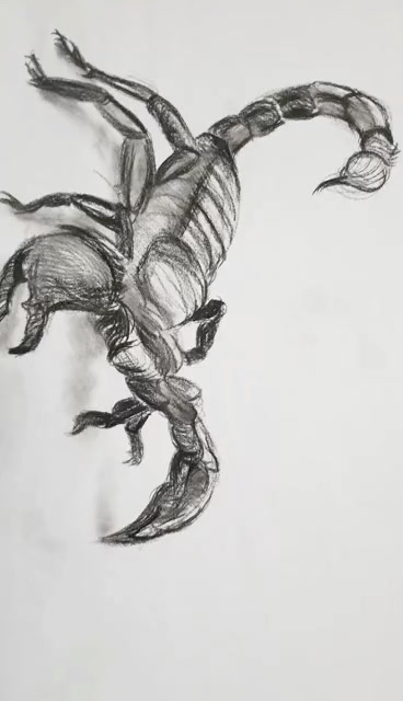 20分钟素描一个蝎子,网友:画圈这是在糊弄我吗?