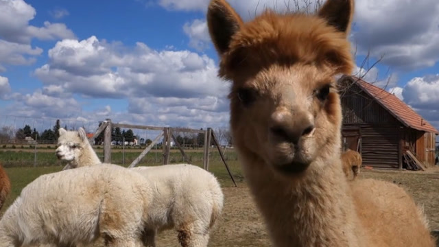四不像是羊驼吗有什么区别