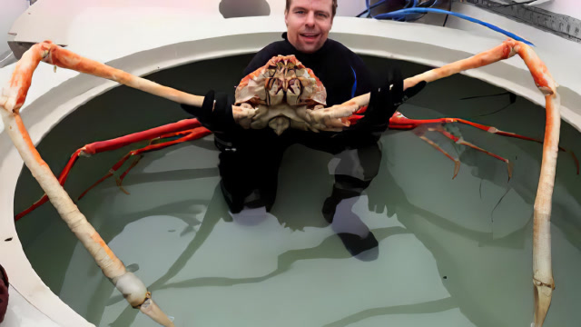 世界上最大的螃蟹杀人蟹,鲨鱼都是口中粮,可依旧不是吃货的对手