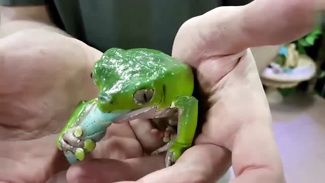 小青蛙的美味营养早餐,吃完后一脸满足的表情实在太可爱了!