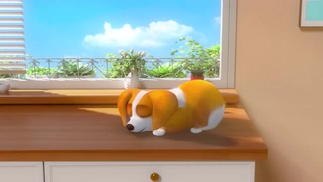 《可爱的小柯基》moco是一条懒惰的狗,能躺着它绝不站着