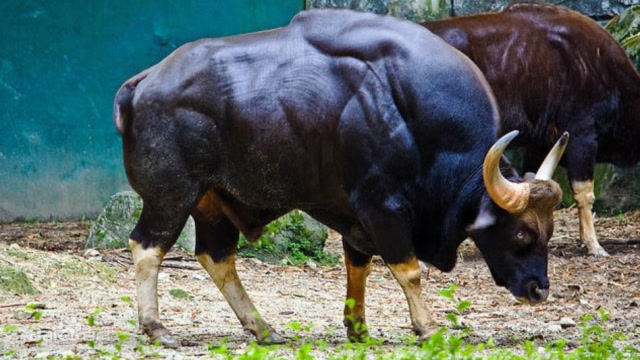 世界上最大的牛,堪称是"牛魔王"原型,老虎见了它都得跑