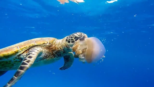 海龟是怎么吃东西的?捕杀水母像吸面条一样把它吞下肚!罕见!