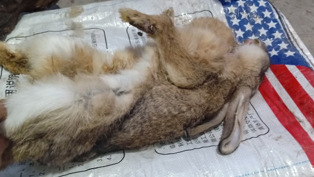 tsuki兔子死了图片