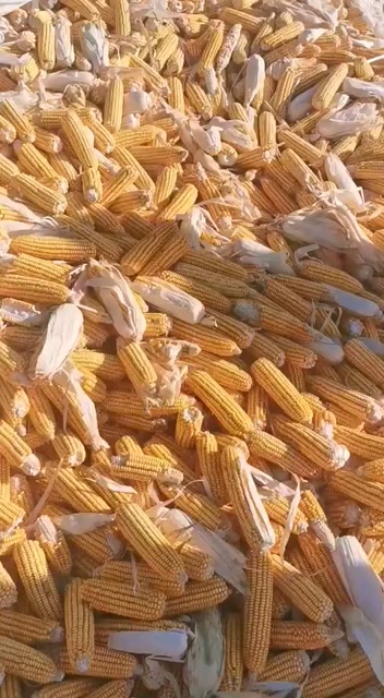 100亩金庆121脱粒