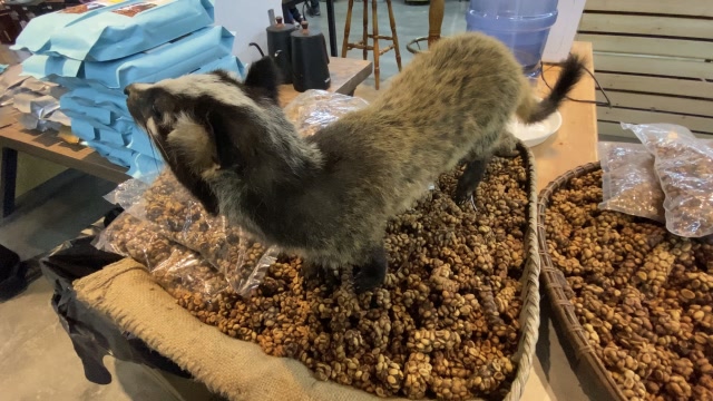 猫屎咖啡,真的是这种猫拉出来的么