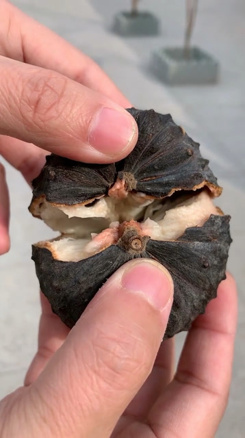 释迦果放久了都变黑了 还可以吃吗?