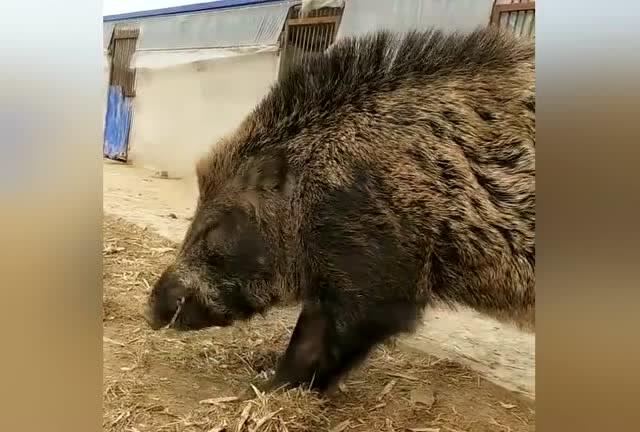 带你近距离看看野猪,有没有觉得野猪的毛很像大刺猬的