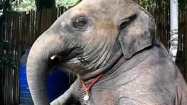 一只自娱自乐的大象,居然跟个人似的,光看这坐姿就知道有多形象了!