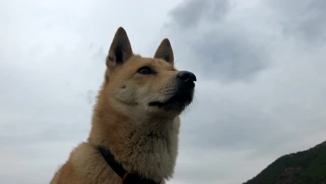 一只来中国4年的越南土狗