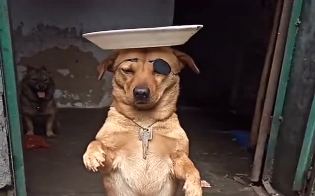 家里的狗子偷吃猪肉,这就是对它的惩罚,看它还敢不敢嚣张!