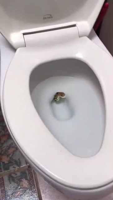 没想到家里的马桶里居然有蛇,真的吓死人了!