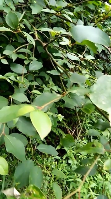 矮脚樟,匍匐生长,长不高的一种植物.