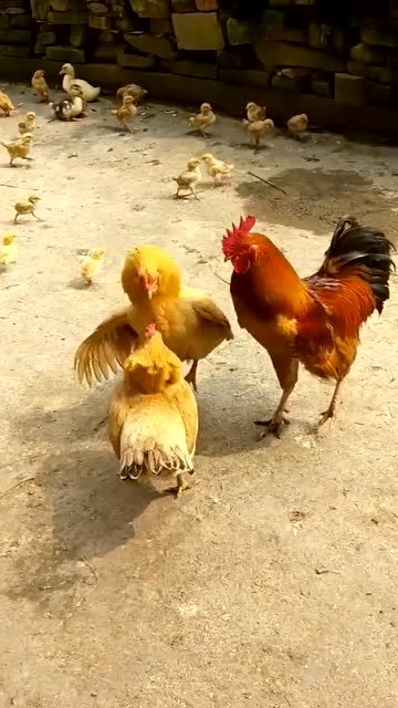 两只母鸡打架,公鸡举动亮了,这就是一夫多妻的好处!