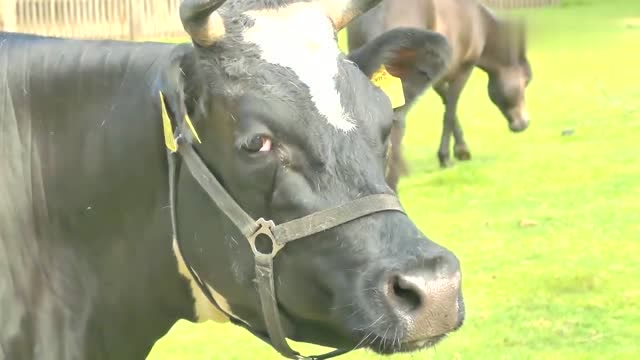 非常清晰的牛叫声,非常宽厚