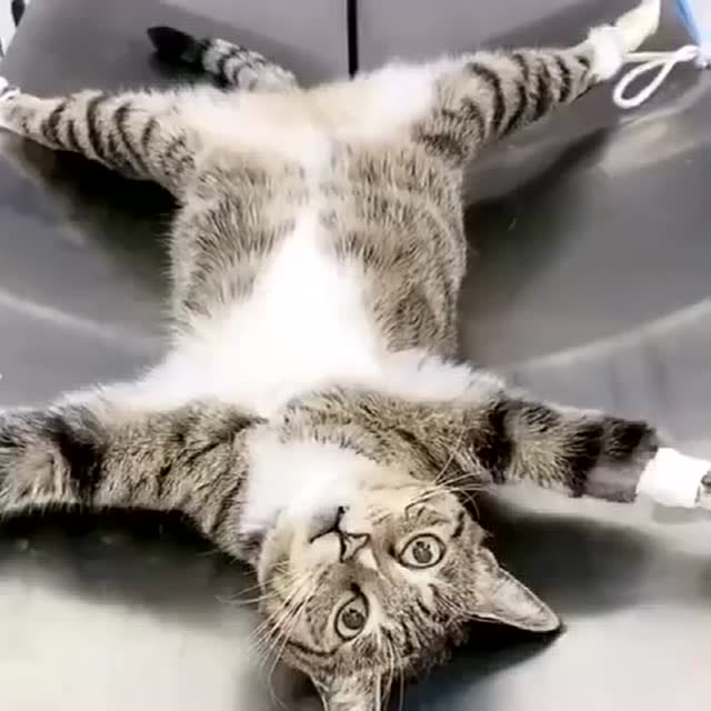 猫咪被做绝育,绝望的表情让人心疼,猫:我不是完整的了!