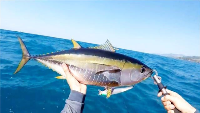 海水路亚,仅凭单人皮艇,近海搏金枪鱼红甘!
