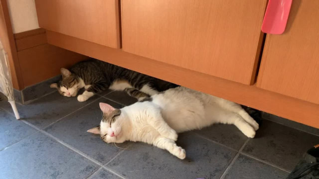 萌宠生活:可爱小花猫在家里休息