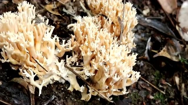 找了这么久的猫爪菌终于出现了,而且还是长了一大片,太意外了