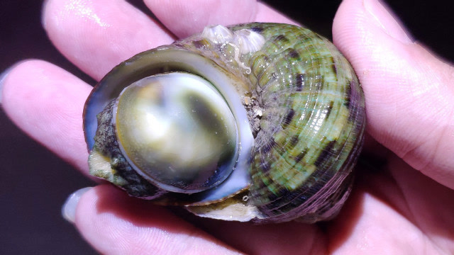 牛眼螺居然可以长这么大,这是"成精"了吧,水下礁石上发现的