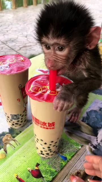 小猴子喝奶茶不知道怎么办
