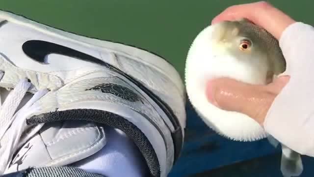 一男子坐在海边竟用河豚刷鞋,刷完鞋就给放生了,别说这鞋刷的挺干净!