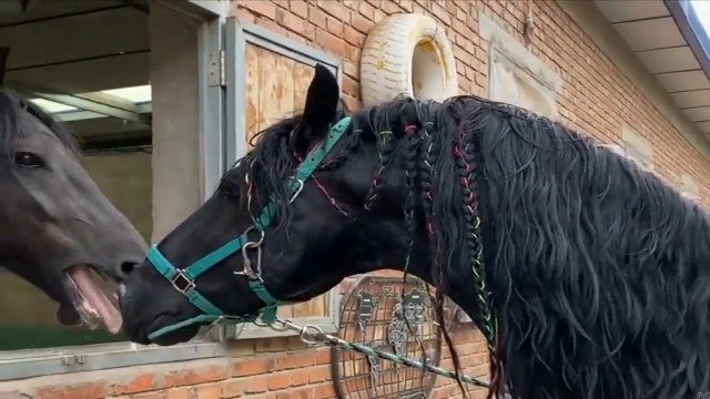 乡村的黑色公马发髻乌黑铮亮,特别吸引蜜月期的母马,主人使劲拽都分不