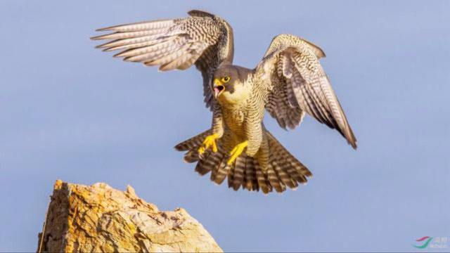 精彩!镜头拍下游隼标志性俯冲袭击动作,像子弹高速射向地面!