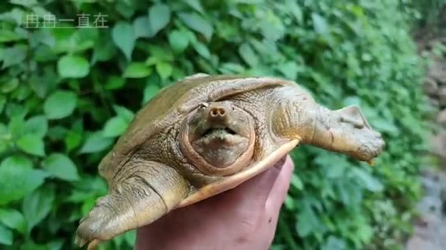 养殖场附近抓甲鱼,四年甲鱼脖子有多长,全部伸出来让你感到惊讶