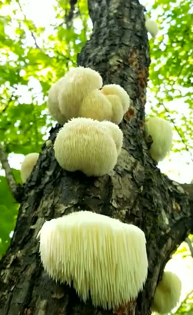 野外发现的猴头菇,没想到一棵树上长了这么多,这下发了