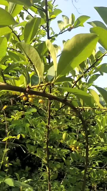 穿破石用治跌损肿毒风湿疼痛麻木痰咳结石等