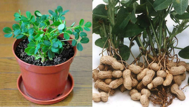 盆栽花生原来这么简单,往花盆里扔一把种子,3个月后还你一大盆