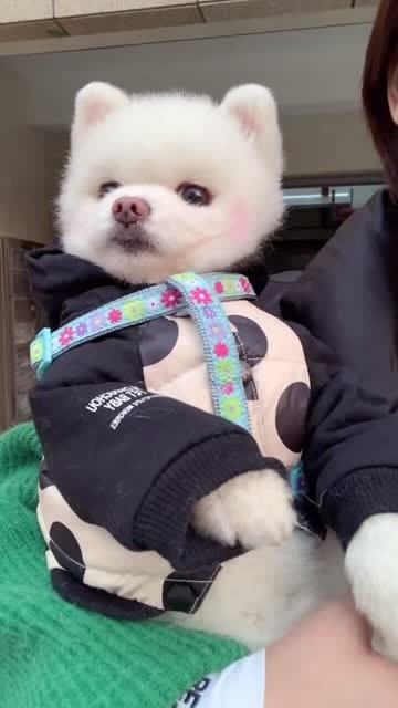 博美闹闹想和小朋友玩耍,瞧它哼哼唧唧的样子好可爱呀