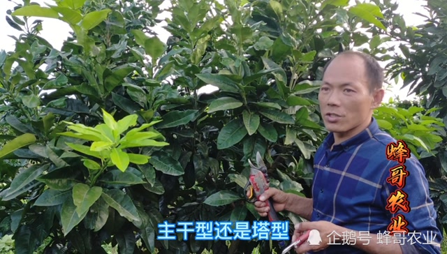 柚子树修剪的作用是什么?
