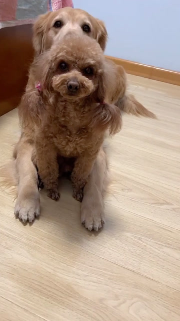 米拉和来福的日常,瞧它们的反应好可爱呀