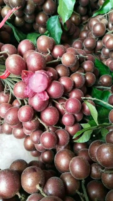 紫色的黄皮果你们吃过吗?