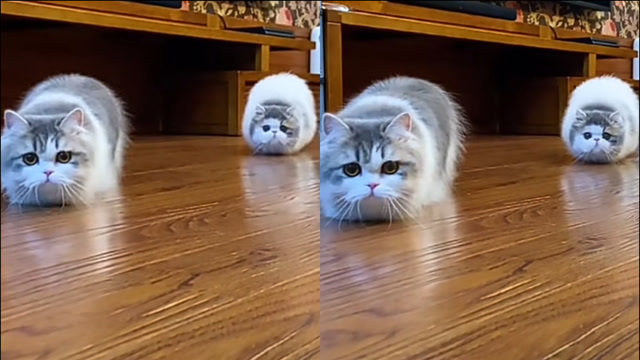 仨短腿猫模仿"拖把"在地上一起"摇摆"步伐魔性 网友:成精了?