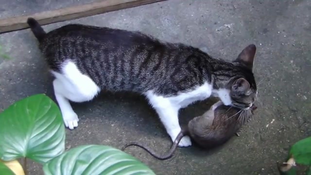 猫咪抓到一只又大又肥的老鼠,这才是真正的捕鼠精英
