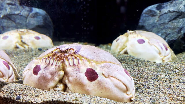 都说"馒头蟹"最宠老婆,看到它的行为后,你就不会这样想了!