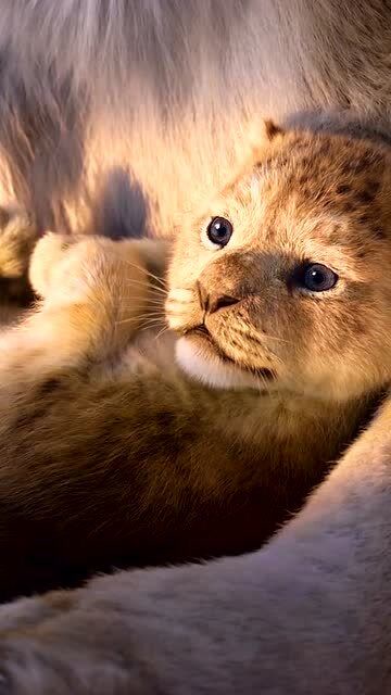 狮子王可辛巴,小时候真的太可爱啦