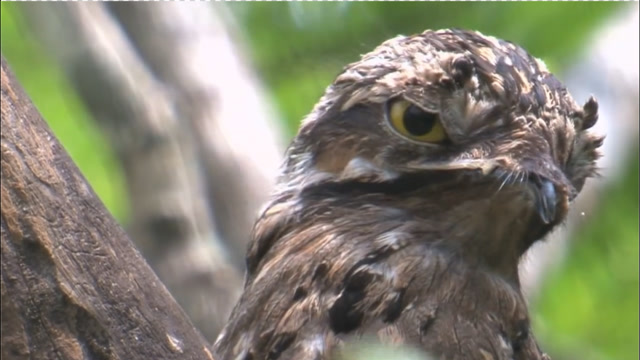 林鸱鸟我只是一个平平无奇的模仿小天才