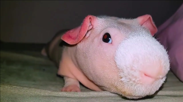 传说中的丑萌也招人喜欢无毛豚鼠成了奇妙萌宠