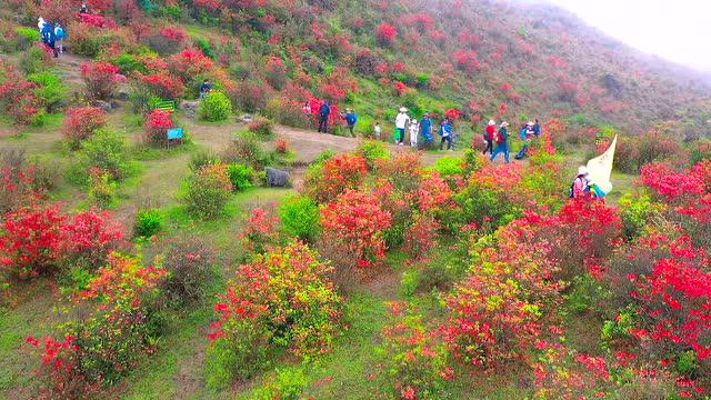 天露山万亩云端杜鹃花海已盛放~ 站在云端赏杜鹃,漫步高山草原